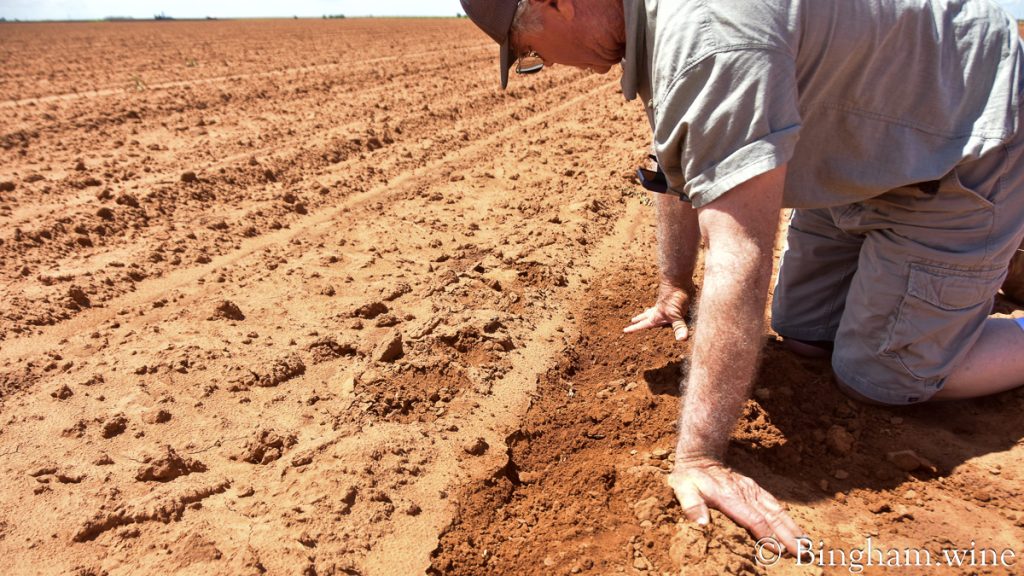 230604_cotton_009-1200-web-16x9 | Bingham Family Vineyards Cliff Bingham checking spacing of organic cotton plants in a field at Bingham Family Vineyards