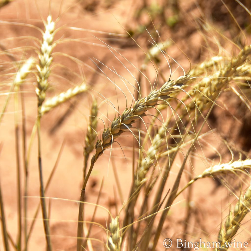 230604_wheat_0051200web1x1 | Bingham Family Vineyards Organic wheat stake growing at Bingham Family Vineyards and Farm