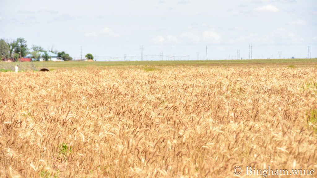 230604_wheat_006-1200-web-16x9 | Bingham Family Vineyards Organic wheat field at Bingham Family Vineyards and Farm