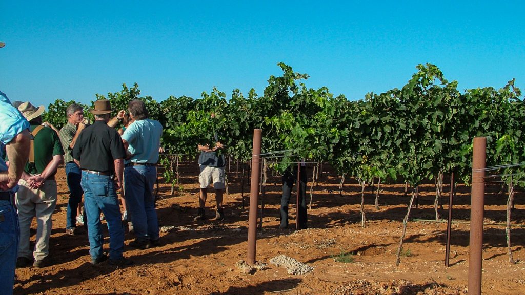 090712_grapetastingclass_003-1200-web-16x9 | Bingham Family Vineyards visitors looking at vines at Bingham Family Vineyards