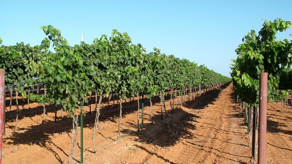 090712_grapetastingclass_004-1200-web-16x9 | Bingham Family Vineyards grapes in veraison at Bingham Family Vineyards