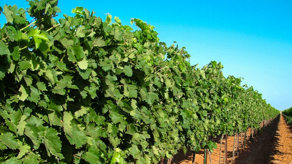090712_grapetastingclass_009-1200-web-16x9 | Bingham Family Vineyards grapes in veraison at Bingham Family Vineyards