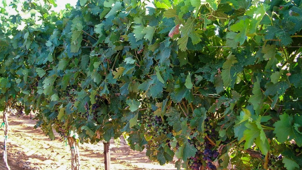 090712_grapetastingclass_012-1200-web-16x9 | Bingham Family Vineyards grapes in veraison at Bingham Family Vineyards