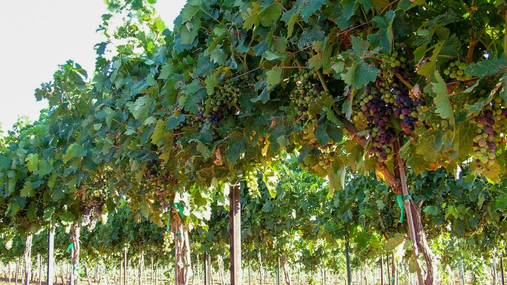 090712_grapetastingclass_013-1200-web-16x9 | Bingham Family Vineyards grapes in veraison at Bingham Family Vineyards