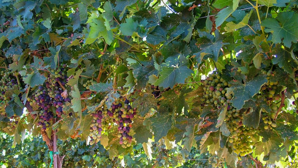 090712_grapetastingclass_015-1200-web-16x9 | Bingham Family Vineyards grapes in veraison at Bingham Family Vineyards