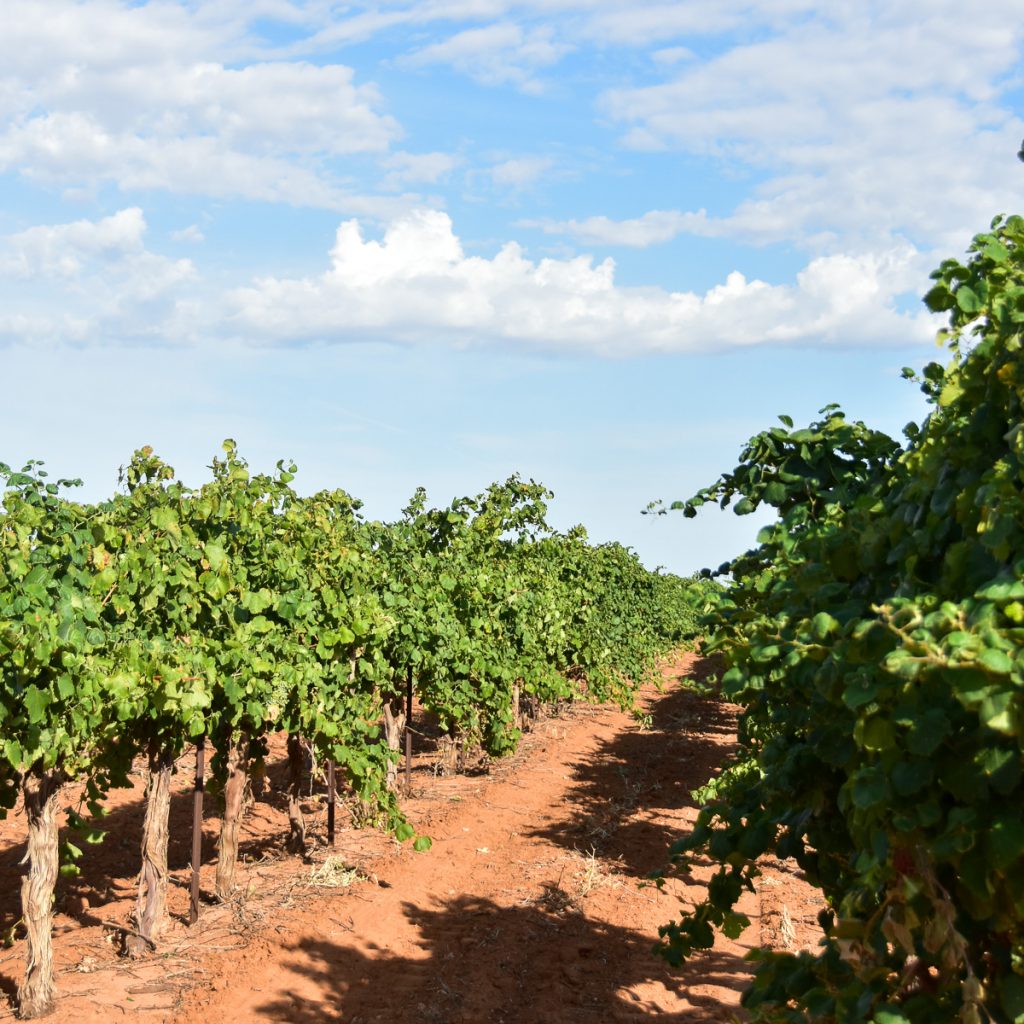 230801_Albarinovines_0091200web1x1 | Bingham Family Vineyards Albarino grape vines growing at Bingham Family Vineyards in Meadow, Texas