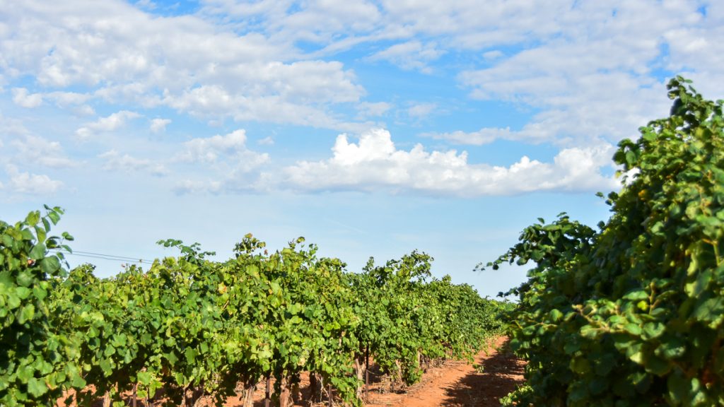 230801_Albarinovines_012-1200-web-16x9 | Bingham Family Vineyards Albarino grape vines growing at Bingham Family Vineyards in Meadow, Texas