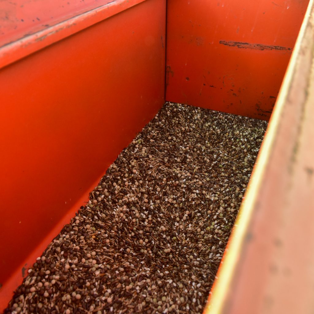 230924_covercropseeds_0061200web1x1 | Bingham Family Vineyards Cliff Bingham filling planter box with seed for cover crop between rows of vineyard at Bingham Family Vineyards