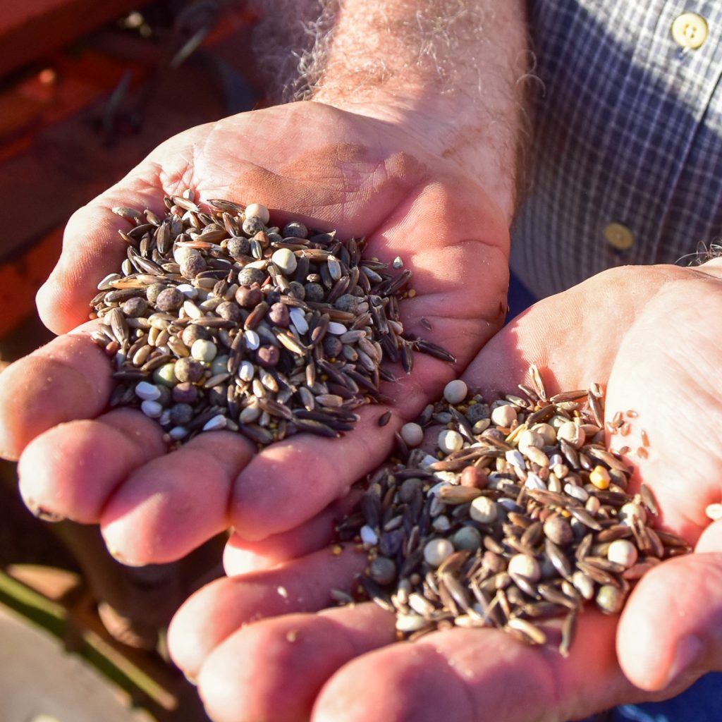 230924_covercropseeds_0081200web1x1 | Bingham Family Vineyards Cliff Bingham filling planter box with seed for cover crop between rows of vineyard at Bingham Family Vineyards