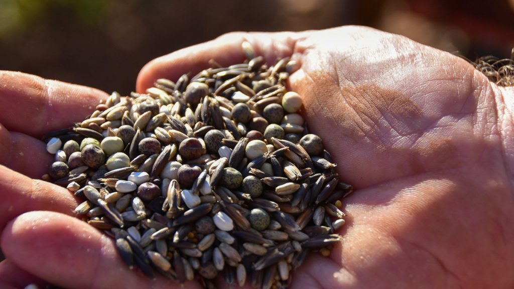 230924_covercropseeds_011-1200-web-16x9 | Bingham Family Vineyards seed for cover crop between rows of vineyard at Bingham Family Vineyards