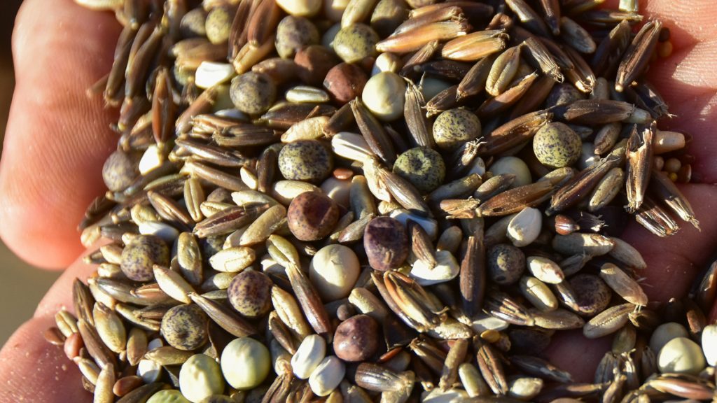 seed for cover crop between rows of vineyards at Bingham Family vineyards