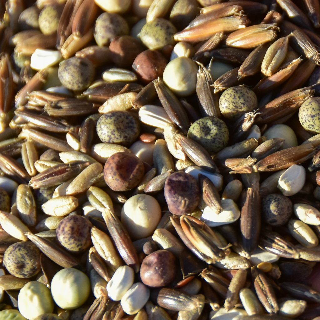 230924_covercropseeds_0121200web1x1 | Bingham Family Vineyards seed for cover crop between rows of vineyard at Bingham Family Vineyards