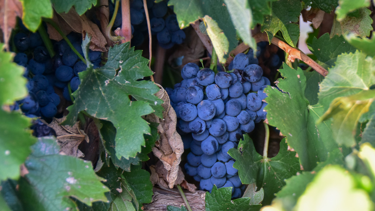 Mourvedre grapes on the vines at Bingham Family Vineyards