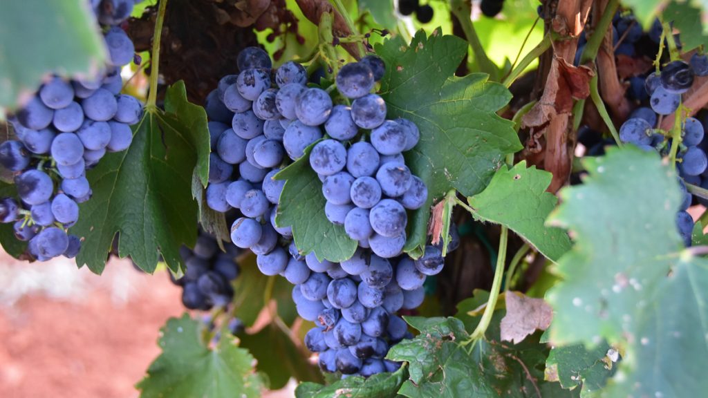 Mourvedre grapes on the vines at Bingham Family Vineyards