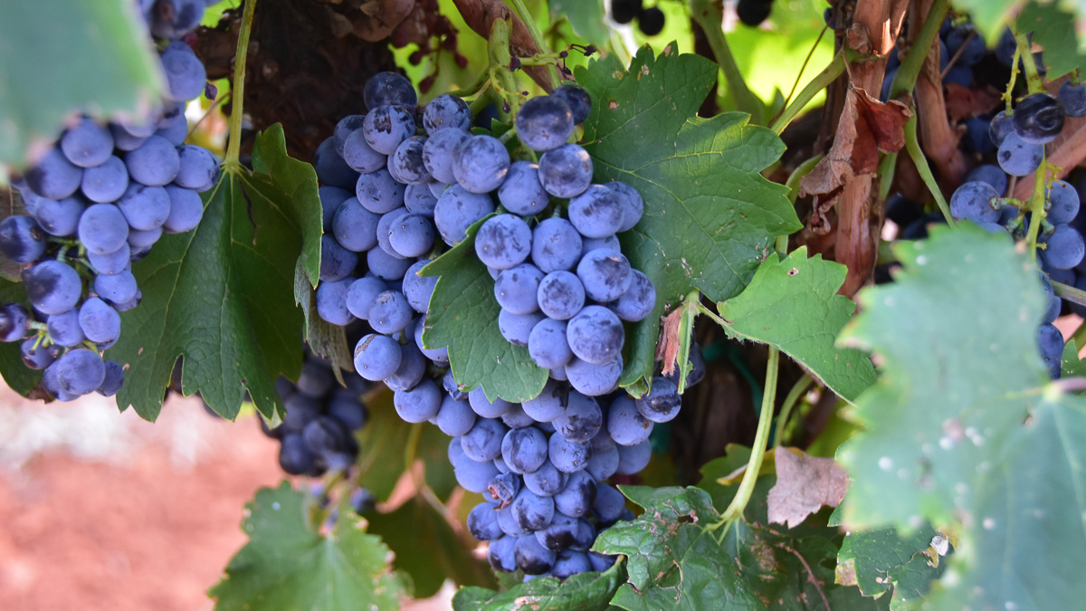 Mourvedre grapes on the vines at Bingham Family Vineyards