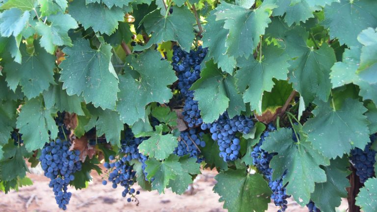 Mourvedre grapes on the vines at Bingham Family Vineyards