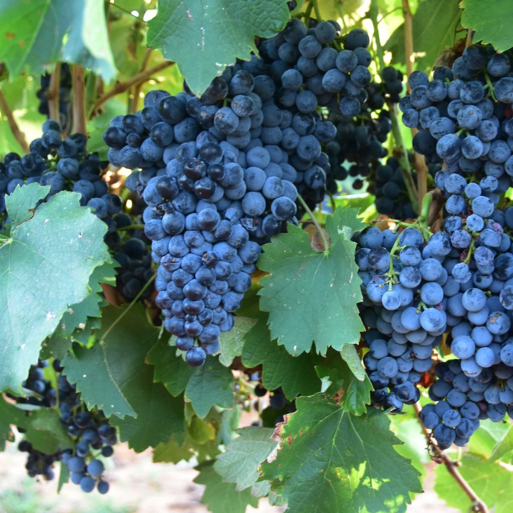 Mourvedre grapes on the vines at Bingham Family Vineyards