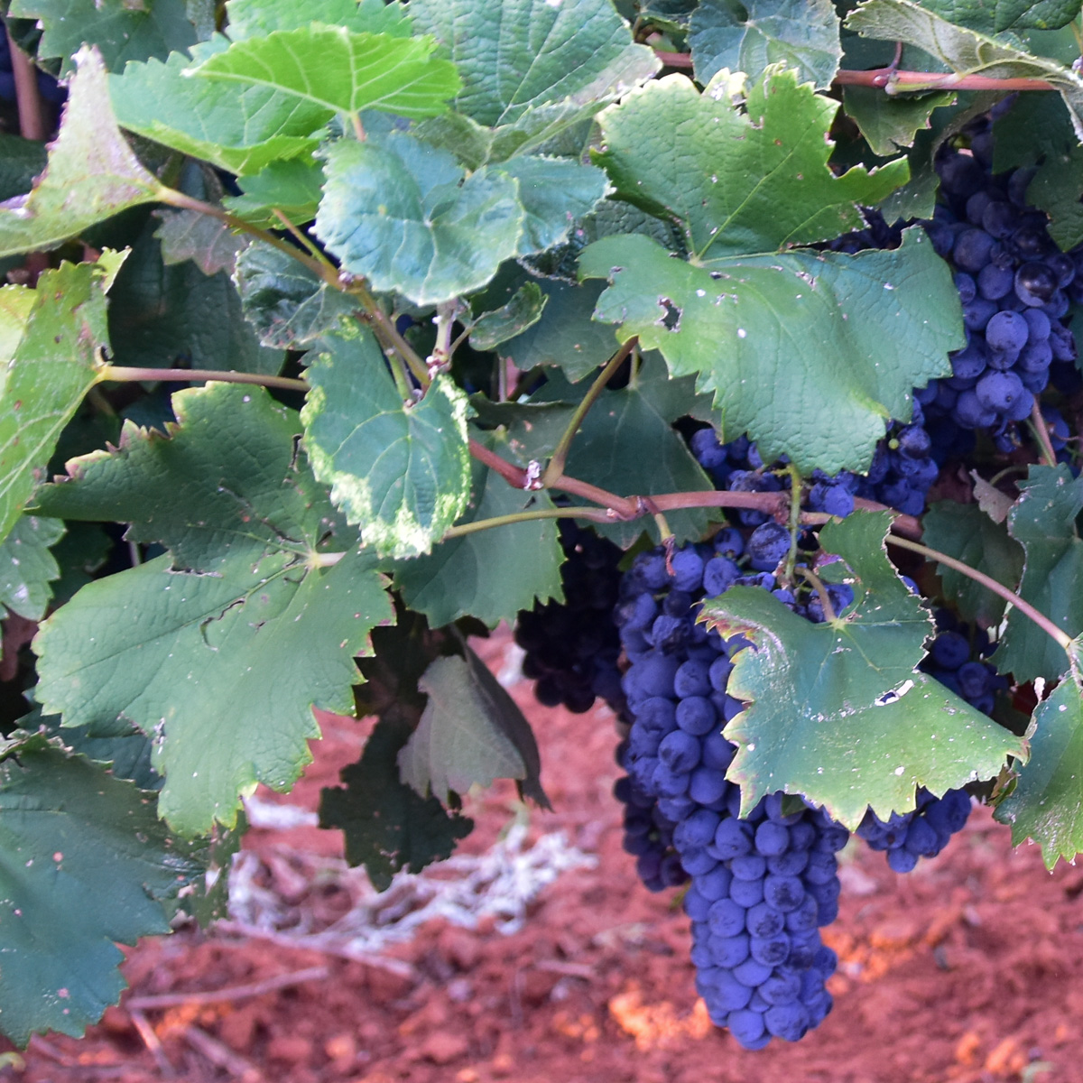 Mourvedre grapes on the vines at Bingham Family Vineyards