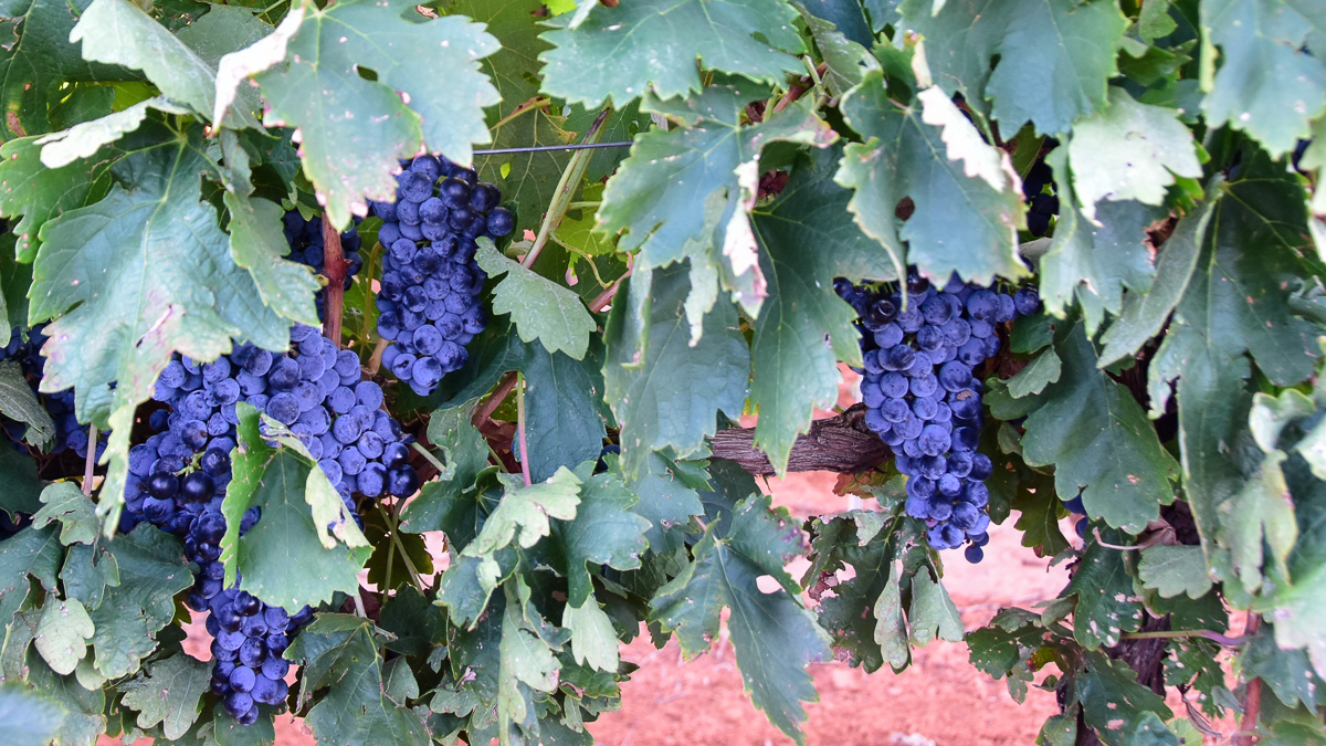 Tempranillo grapes on the vines at Bingham Family Vineyards