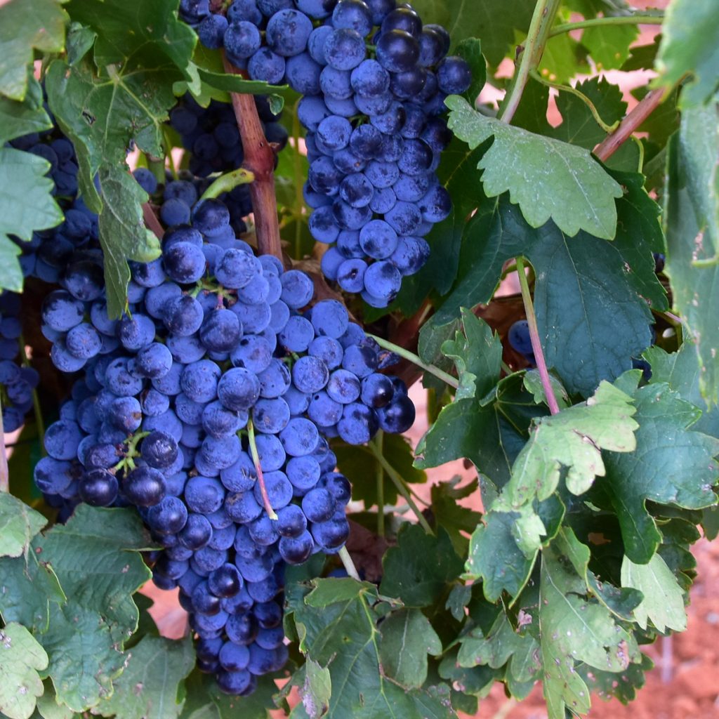 Tempranillo grapes on the vines at Bingham Family Vineyards