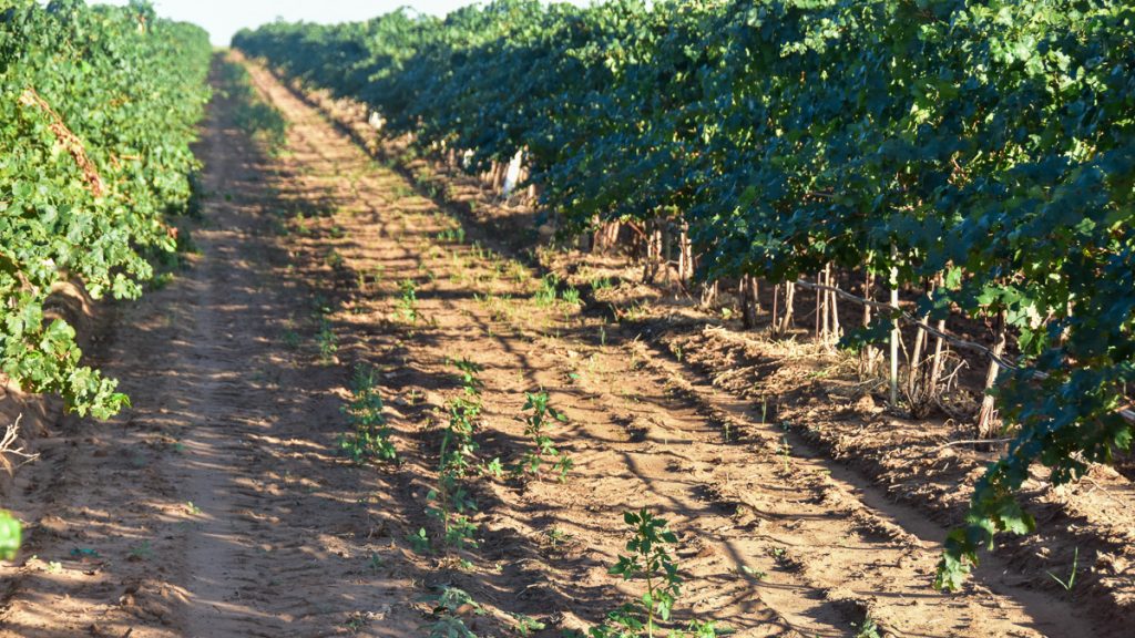 230924_vineyard_006-1200-web-16x9 | Bingham Family Vineyards weeds between the rows of vines at Bingham Family Vineyards ready to be plowed