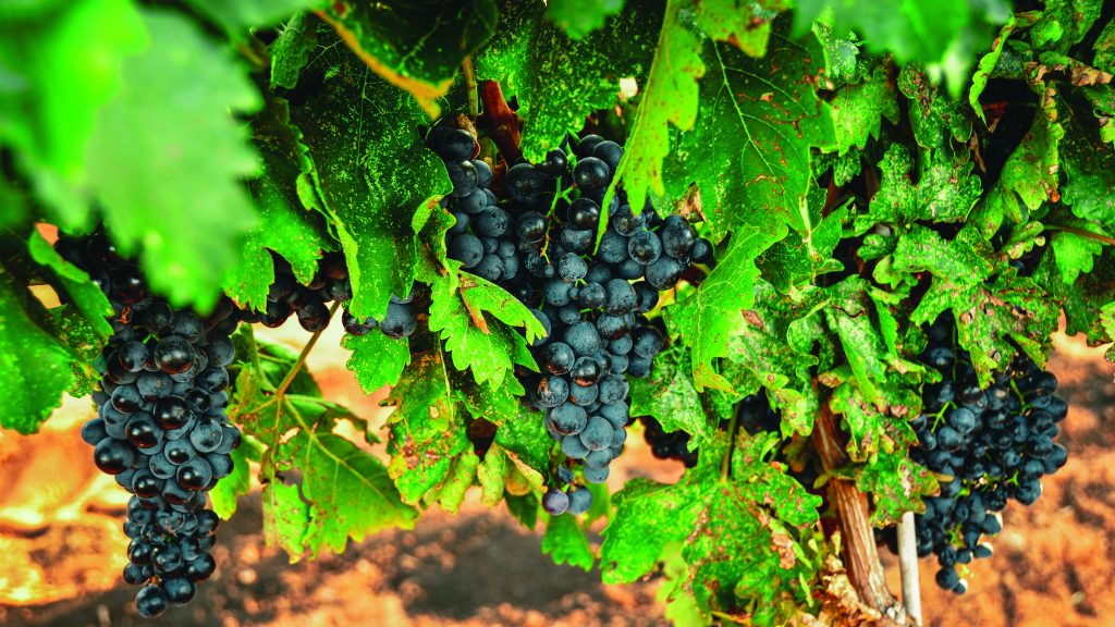 20090824_0035-Full-2 | Bingham Family Vineyards grapes growing on vines at Bingham Family Vineyards, Meadow, Texas