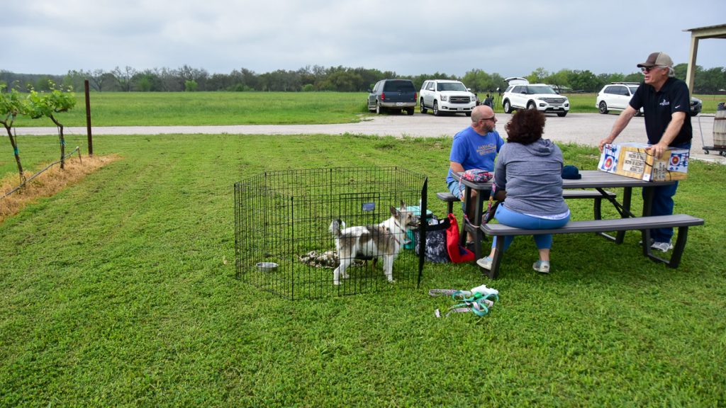 240408_HyeEclipse_005-1200-web-16x9 | Bingham Family Vineyards friends and their dogs at the solar eclipse event on April 8, 2024 at Bingham Family Vineyards, Hye, Texas