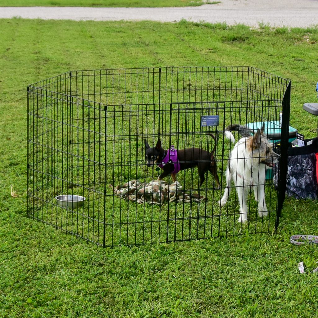 240408_HyeEclipse_0061200web1x1 | Bingham Family Vineyards dog friends at the solar eclipse event on April 8, 2024 at Bingham Family Vineyards, Hye, Texas