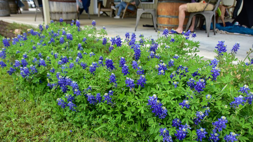 240408_Hyebluebonnets_002-1200-web-16x9 | Bingham Family Vineyards Bluebonnet flowers at Bingham Family Vineyards, Hye, Texas tasting room