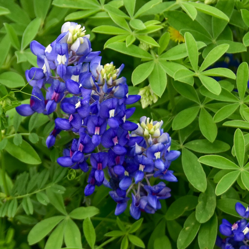 240408_Hyebluebonnets_0031200web1x1-2 | Bingham Family Vineyards Bluebonnet flowers at Bingham Family Vineyards, Hye, Texas tasting room