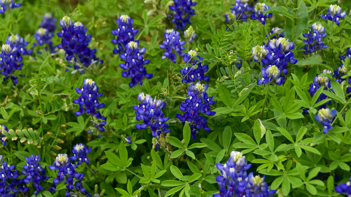 Bluebonnet flowers at Bingham Family Vineyards, Hye, Texas tasting room