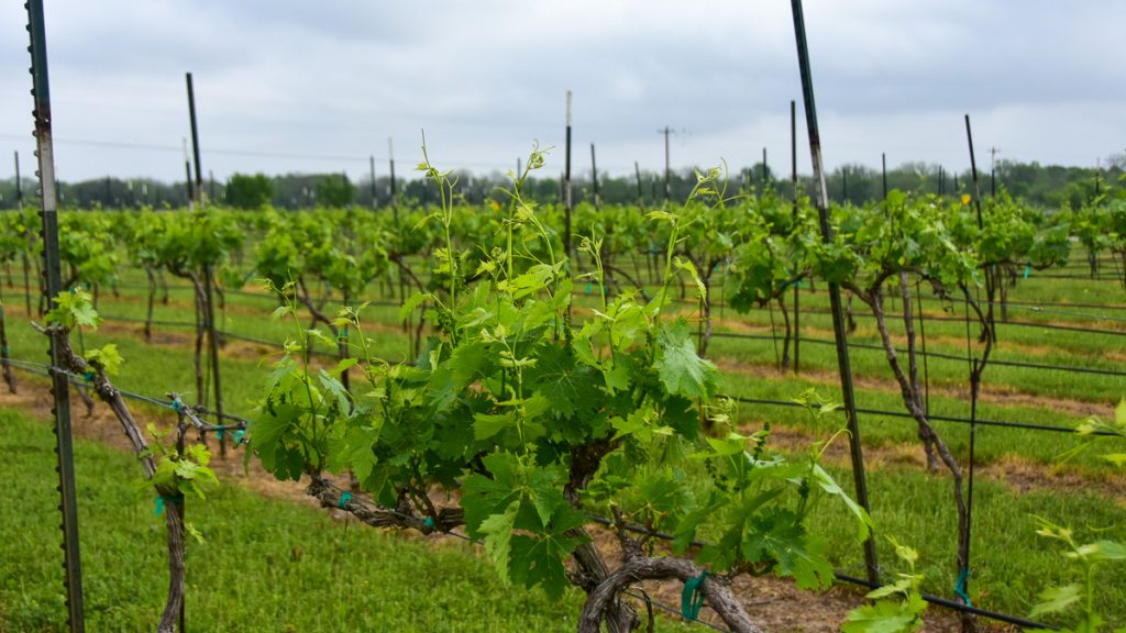240408_Hyevineyard_002-1200-web-16x9 | Bingham Family Vineyards early spring growth on vines at Bingham Family Vineyards, Hye, Texas, tasting room.