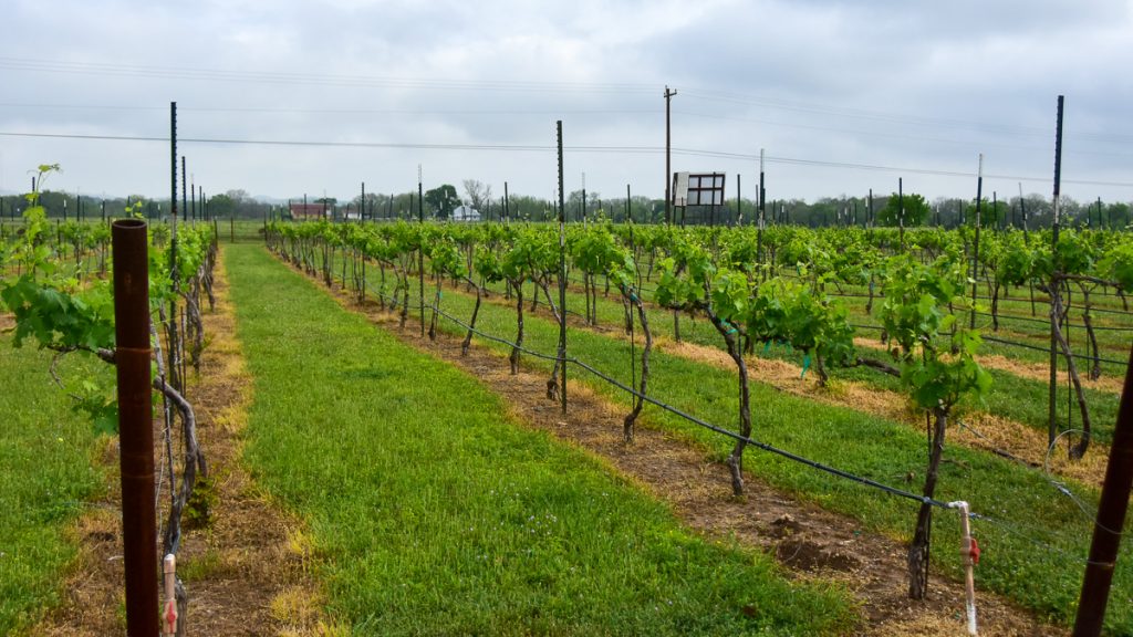 240408_Hyevineyard_003-2-1200-web-16x9 | Bingham Family Vineyards early spring growth on vines at Bingham Family Vineyards, Hye, Texas, tasting room.