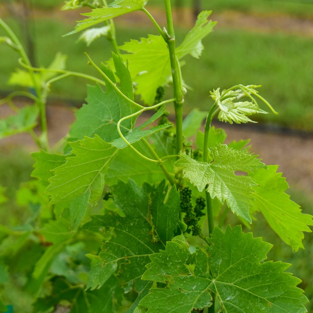 early spring growth on vines at Bingham Family Vineyards, Hye, Texas, tasting room.