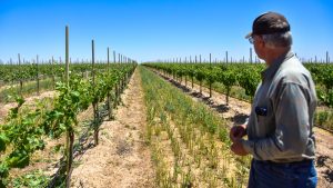 Cliff Bingham looking at rows of cover crop between the rows of vines of grape vines at Bingham Family Vineyards, Meadow, Texas.