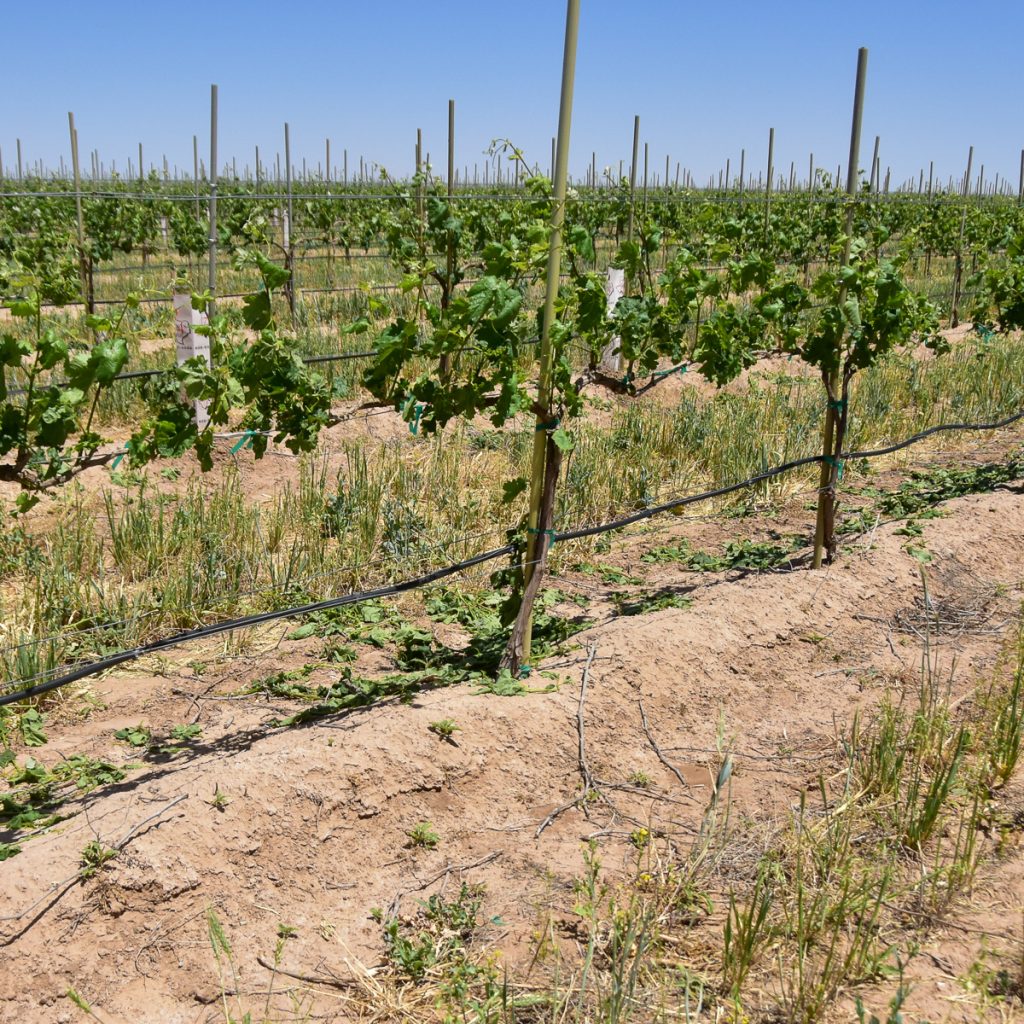 240507_tempranillovineyard_0061200web1x1 | Bingham Family Vineyards vines after shoot thinning at Bingham Family Vineyards, Meadow, Texas