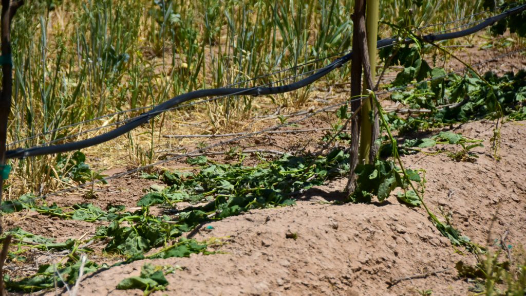 240507_tempranillovineyard_007-1200-web-16x9 | Bingham Family Vineyards shoots of grape vines on ground after being thinned from vines at Bingham Family Vineyards