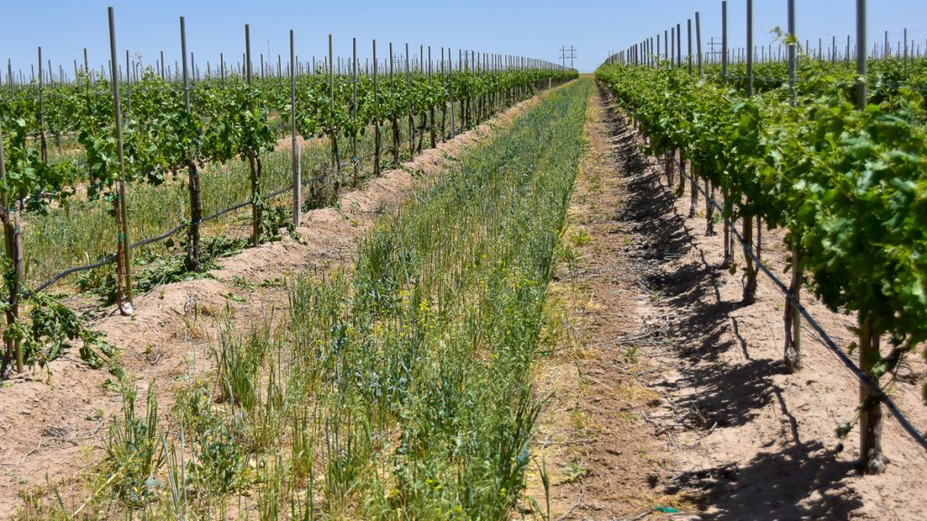 240507_tempranillovineyard_009-1200-web-16x9 | Bingham Family Vineyards buds on growing vines at Bingham Family Vineyards
