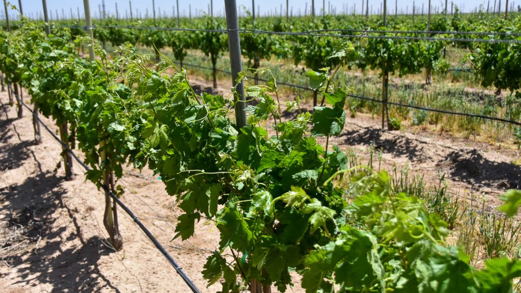 240507_tempranillovineyard_010-1200-web-16x9 | Bingham Family Vineyards buds on growing vines at Bingham Family Vineyards