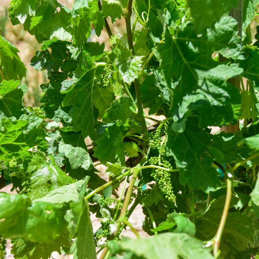 240507_tempranillovineyard_0111200web1x1 | Bingham Family Vineyards buds on growing vines at Bingham Family Vineyards