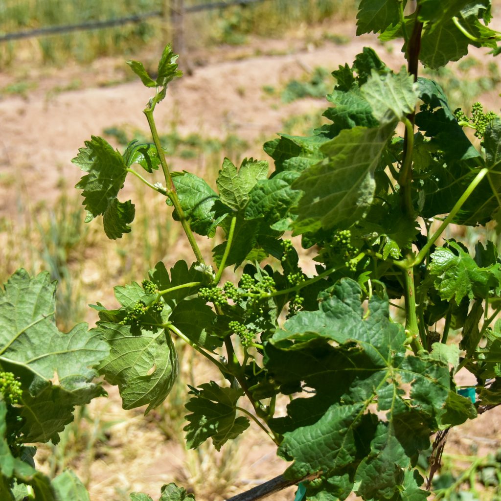 240507_tempranillovineyard_0151200web1x1 | Bingham Family Vineyards buds on growing vines at Bingham Family Vineyards