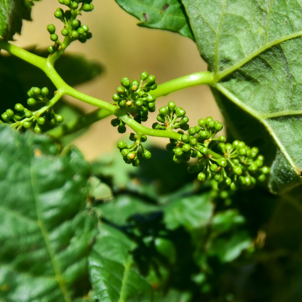 240507_tempranillovineyard_0161200web1x1 | Bingham Family Vineyards buds on growing vines at Bingham Family Vineyards