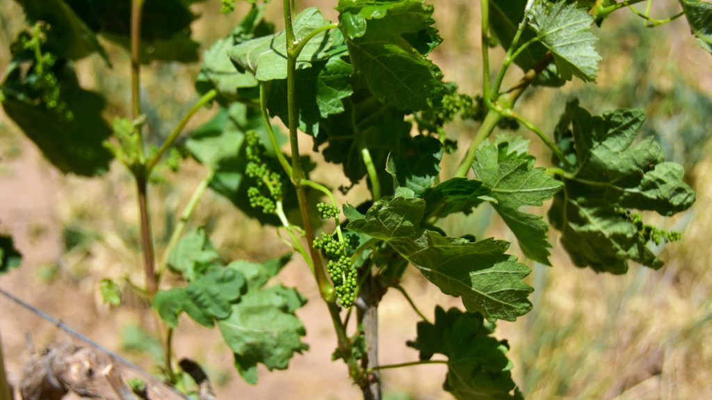240507_tempranillovineyard_018-1200-web-16x9 | Bingham Family Vineyards buds on growing vines at Bingham Family Vineyards