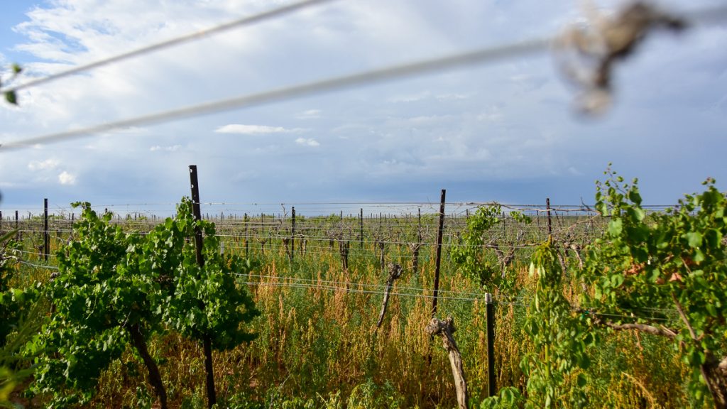 230815_deadvines_001-1200-web-16x9 | Bingham Family Vineyards dead grapevine showing Dicamba damage at Bingham Family Vineyards