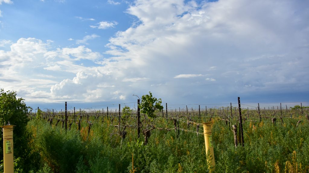 230815_deadvines_003-1200-web-16x9 | Bingham Family Vineyards dead grapevine showing Dicamba damage at Bingham Family Vineyards