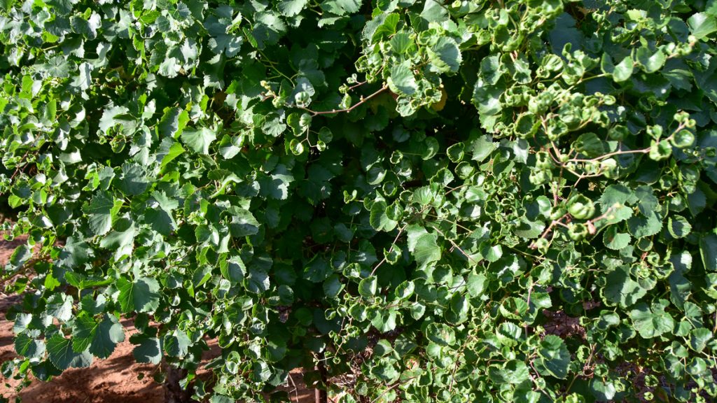 230815_vinesgrapesdicamba_001-1200-web-16x9 | Bingham Family Vineyards leaves on grapevines showing damage from Dicamba at Bingham Family Vineyards