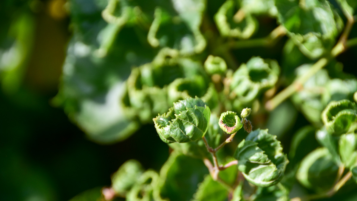 Dicamba Damage Raspberry Dicamba Chemical Risks: Threat to Texas Wine and Agriculture