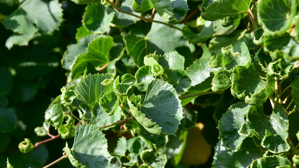230815_vinesgrapesdicamba_003-1200-web-16x9 | Bingham Family Vineyards leaves on grapevines showing damage from Dicamba at Bingham Family Vineyards
