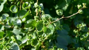 leaves on grapevines showing damage from Dicamba at Bingham Family Vineyards