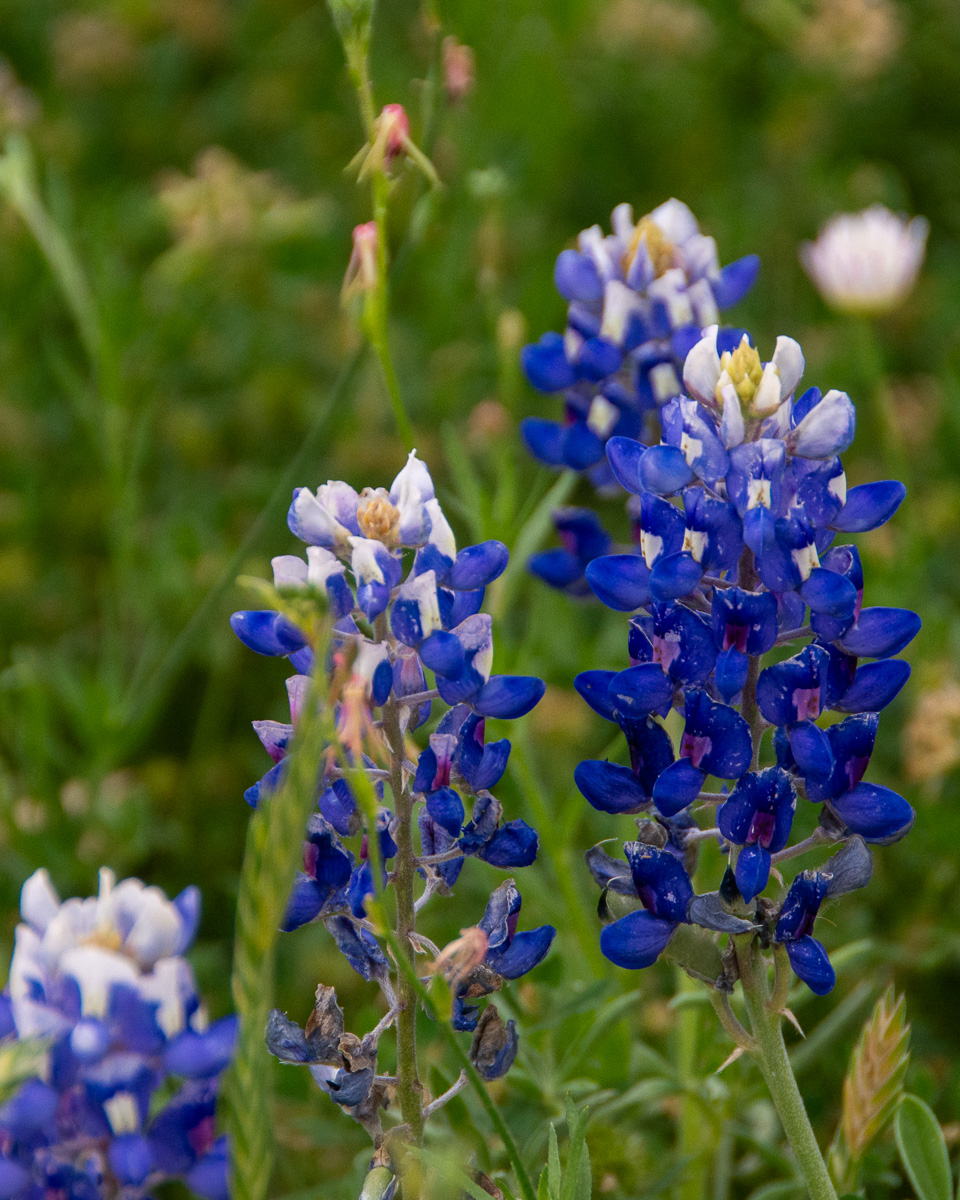 Bluebonnets from the Texas Hill Country - © Betty Bingham
